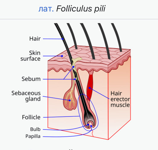 Was ist Minoxidil?