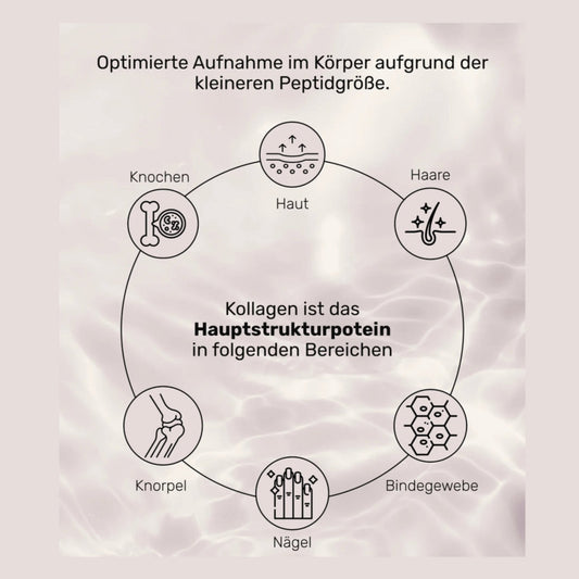 Wehle Sports Collagen Pulver Kollagen Hydrolysat 1000g